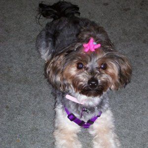 Meet your Posher, Janet